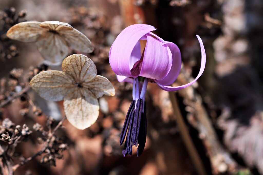 春の花Ⅰ(カタクリ）