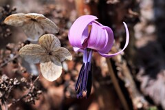 春の花Ⅰ(カタクリ）