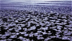 雪の花（蔵出、再投稿）