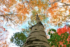 見上げてごらん秋が