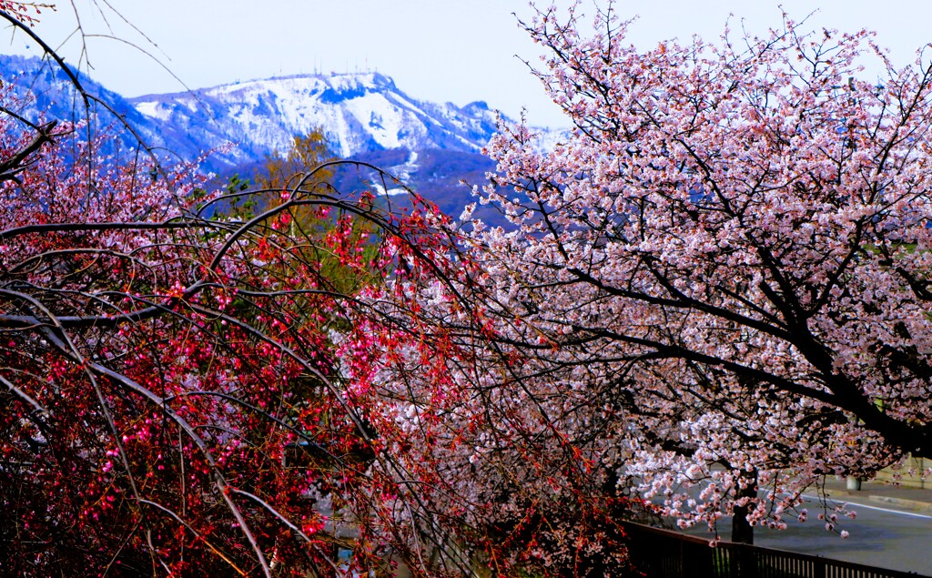 桜シリ－ズⅢ