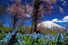 エゾエンゴサク、桜、羊蹄山