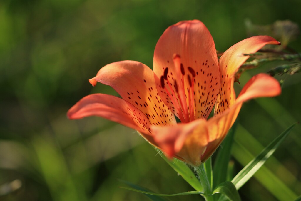 エゾノスカシユリ