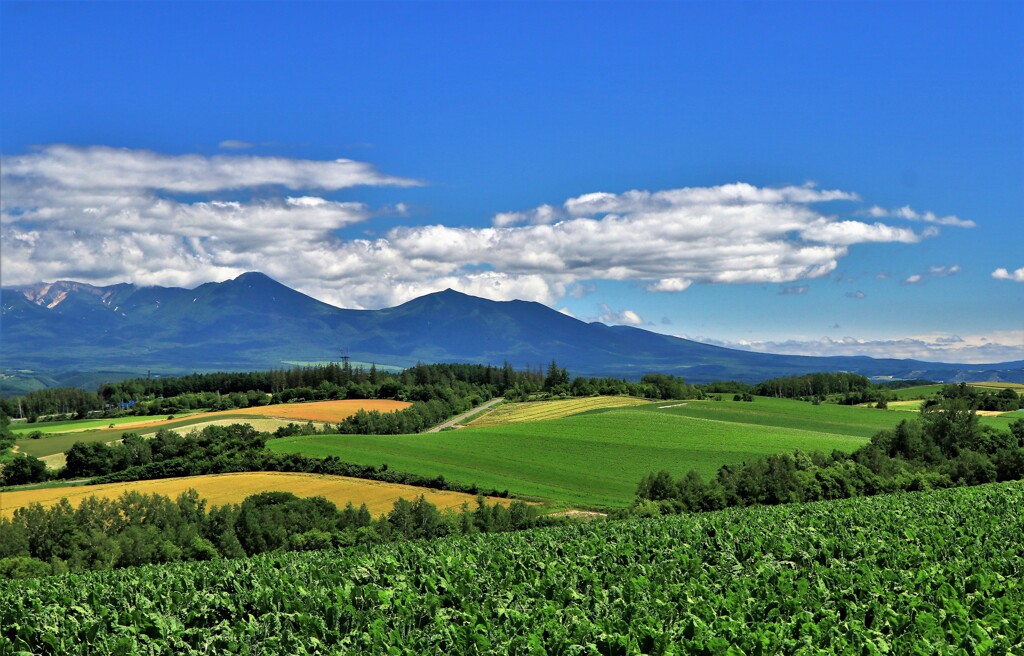 北の国(美瑛の丘）