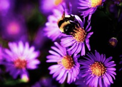 残り少ない花の蜜を求め