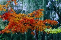 ギョリュウ（御柳）とカエデ