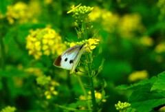 蜜を求め