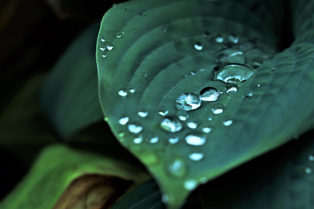 エゾ梅雨