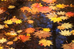 濡れ落葉 濡れ落葉