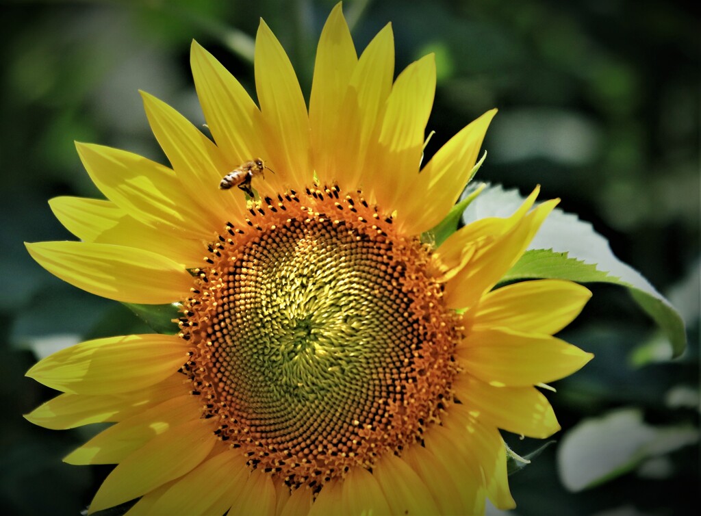 夏（ヒマワリ）