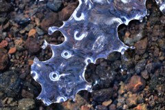 氷の世界Ⅴ(支笏湖湖畔）