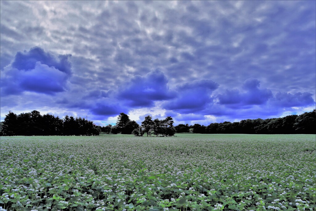 白いじゅうたん（蕎麦畑）