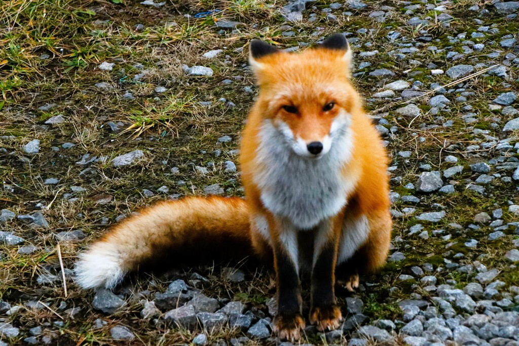 キタキツネ物語