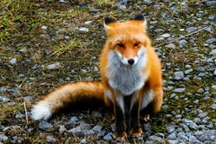 キタキツネ物語