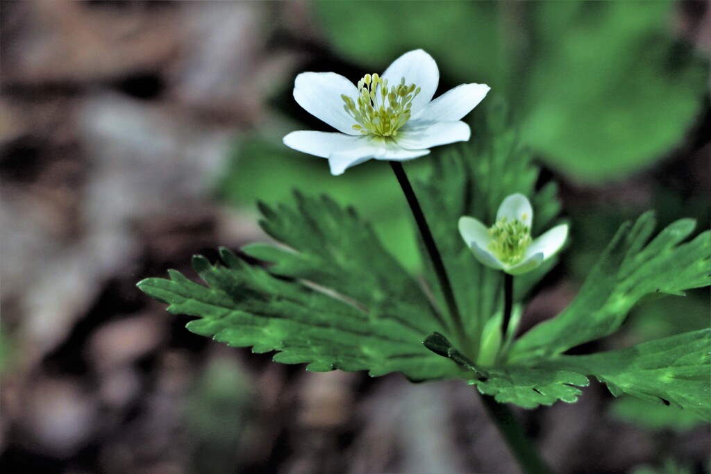 春の花(ニリンソウ）