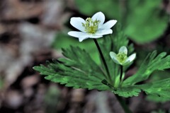 春の花(ニリンソウ）
