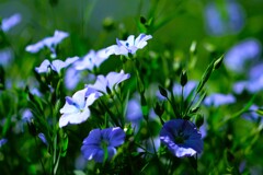 亜麻の花Ⅱ