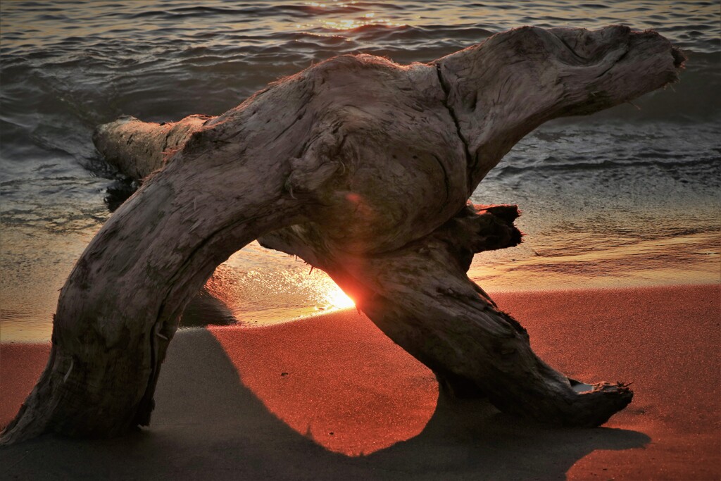 石刈川河口(流木）