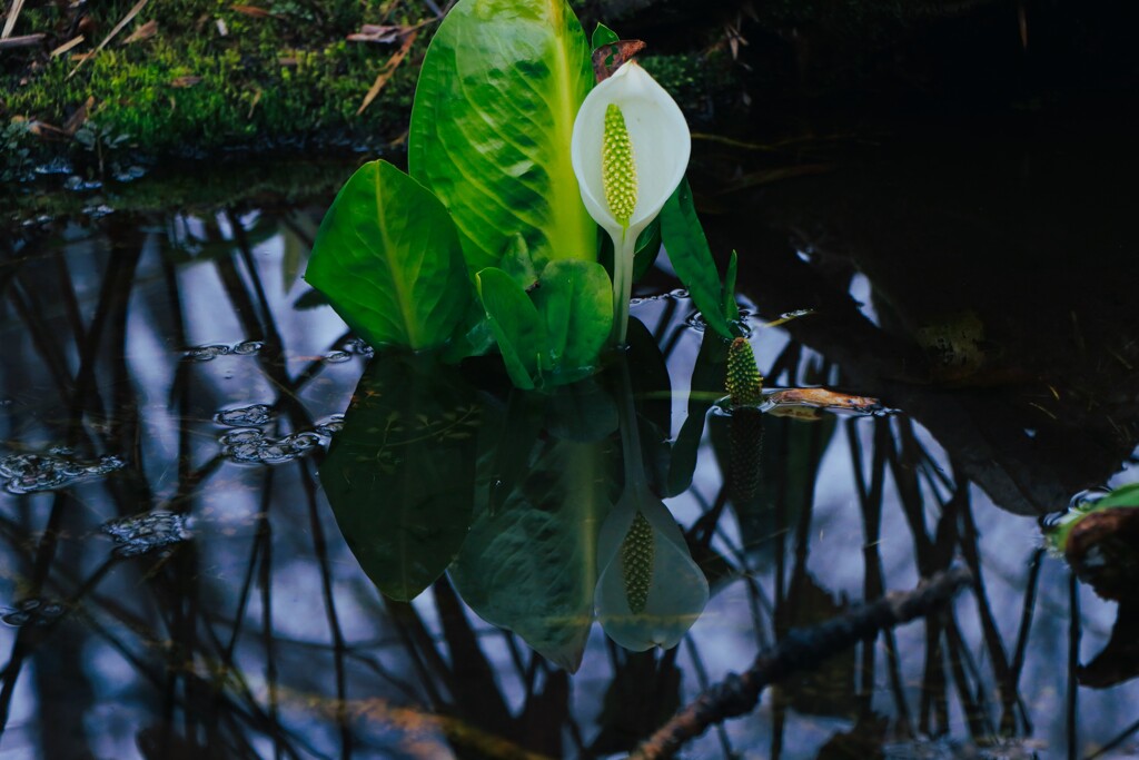 水芭蕉Ⅴ