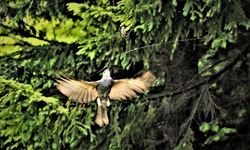 狙いをさざめて