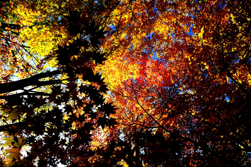 燃える秋