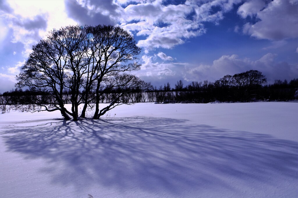 この木なんの木気になる木♪