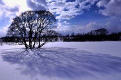 この木なんの木気になる木♪