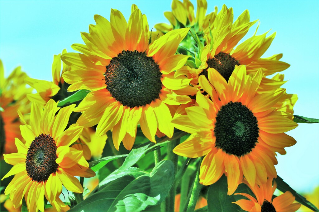 今年最後の向日葵写真