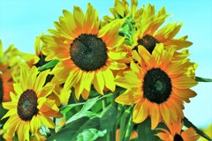 今年最後の向日葵写真