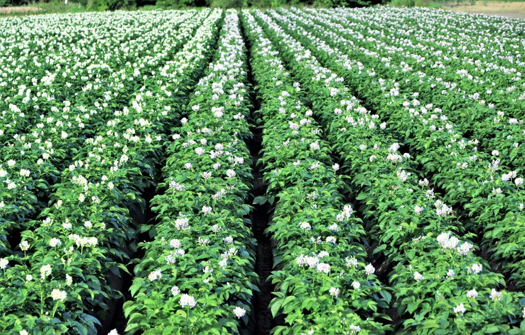 ジャガイモの花