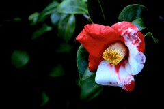 つばき(百合が原公園温室）