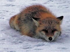 シバレルな～(蔵出）