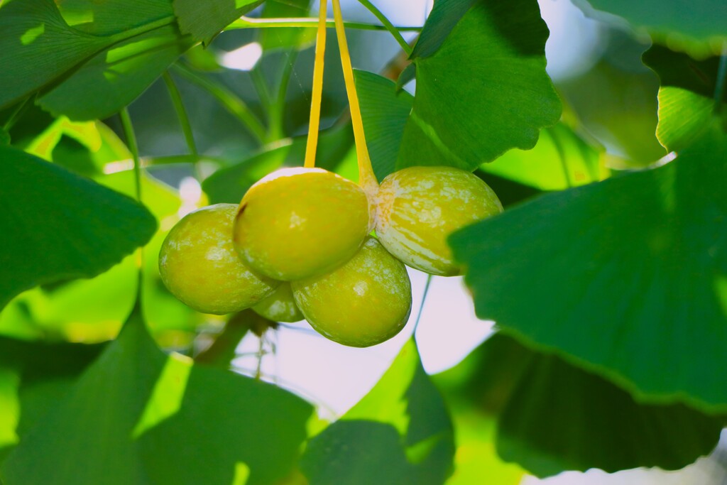 まだ早い銀杏
