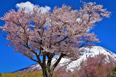 桜と羊蹄山