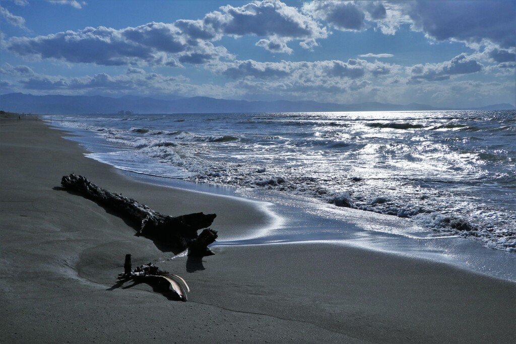 もう誰もいない海(流木）