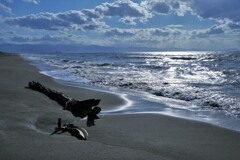 もう誰もいない海(流木）