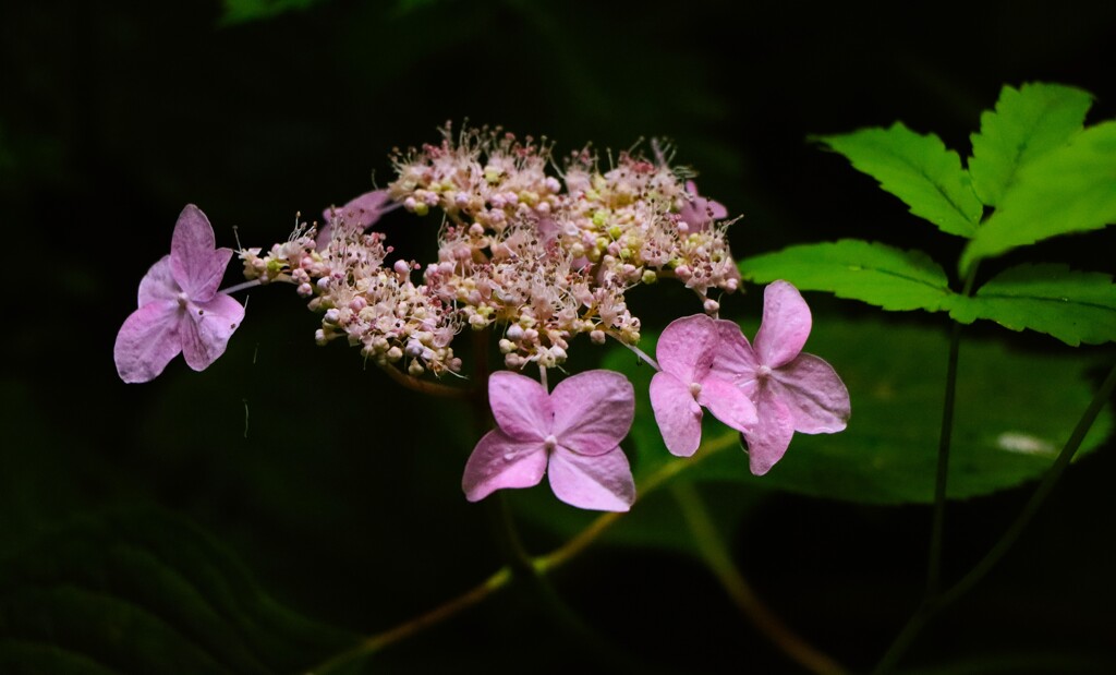 山紫陽花