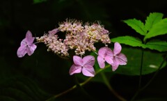 山紫陽花