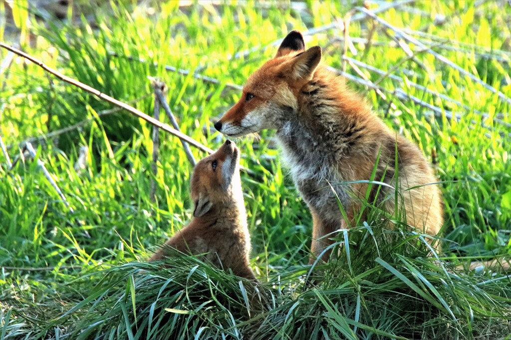キタキツネ物語Ⅱ(子育て）