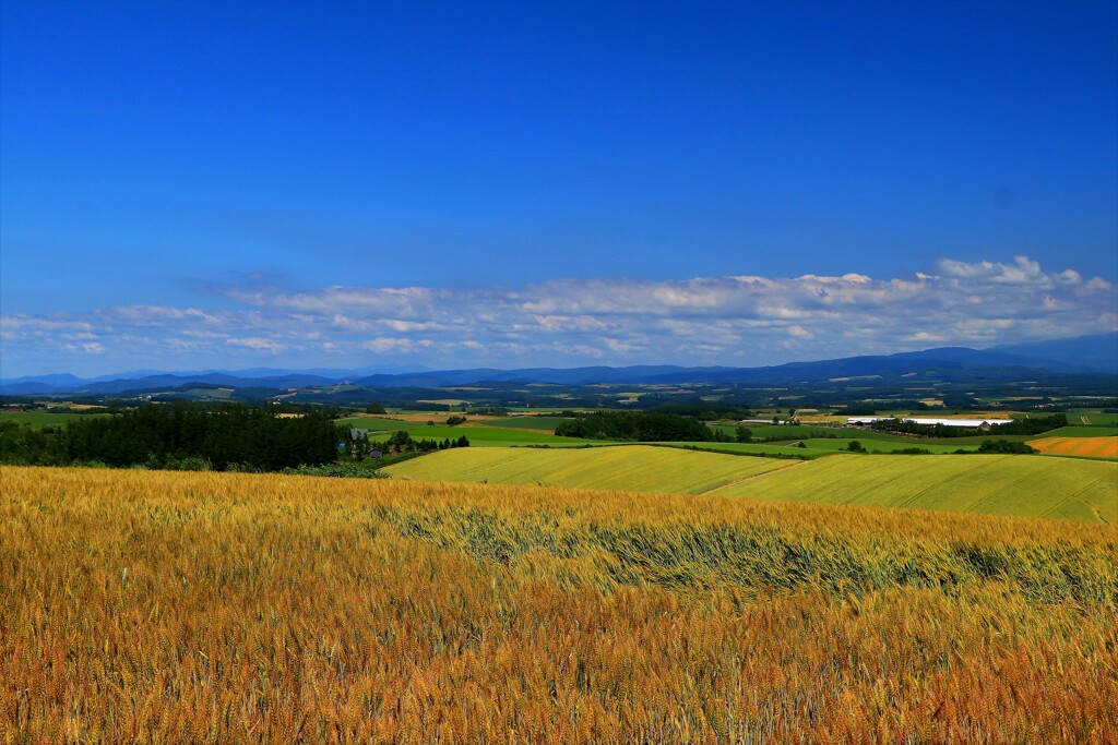 北の国からⅡ(美瑛の丘）