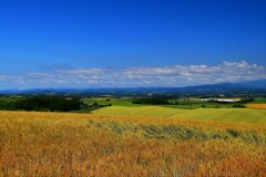 北の国からⅡ(美瑛の丘）