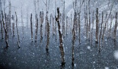 雪は降る♪（落合ダム、蔵出）