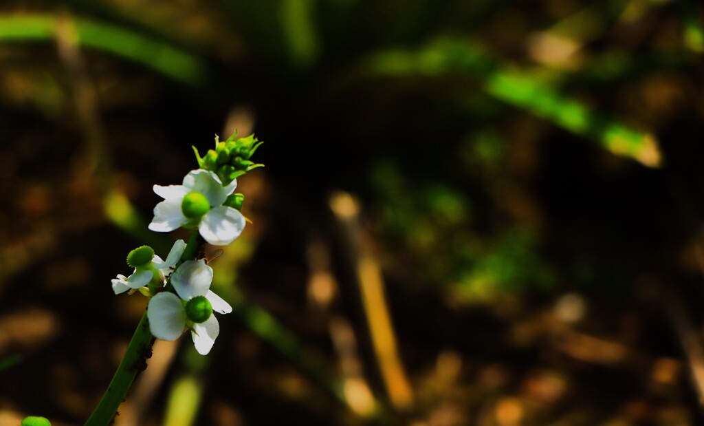 田んぼの脇に咲く花