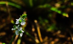 田んぼの脇に咲く花