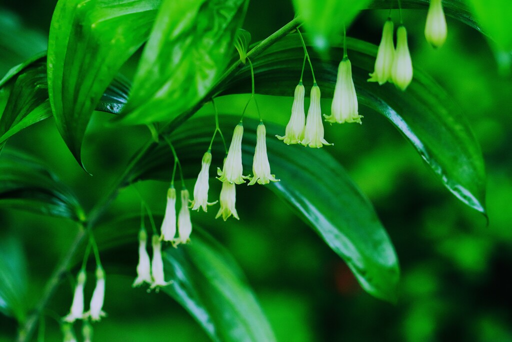 オオナルコユリ