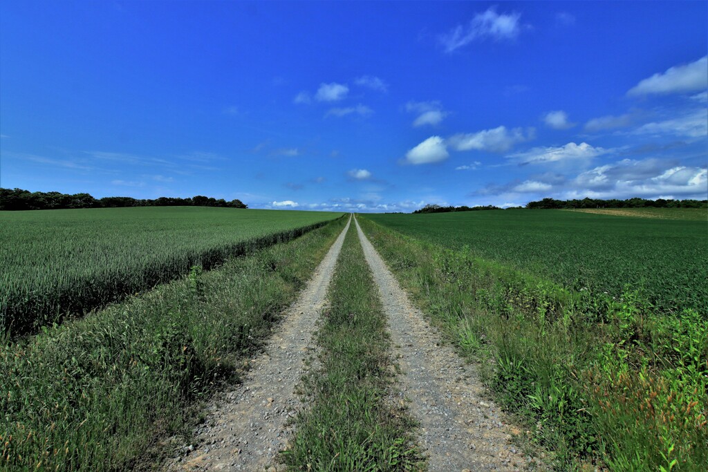畑の一本道