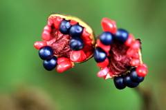 ヤマシャクヤクの実