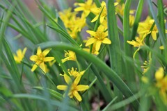 春を告げる花たちⅠ