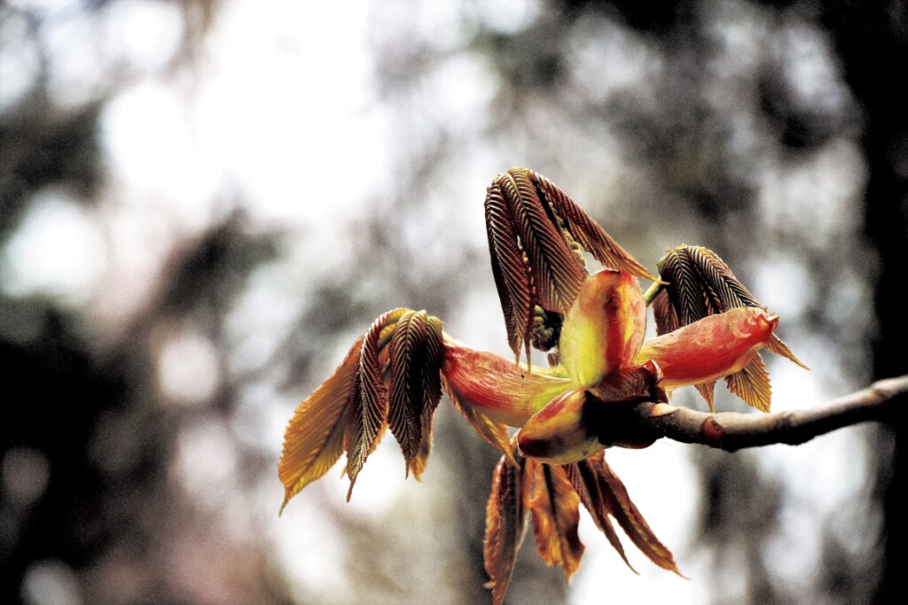 芽吹く(トチの木葉）