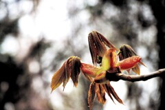 芽吹く(トチの木葉）